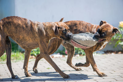 Two beautiful boxer dogs playing with old ball in the summer garden