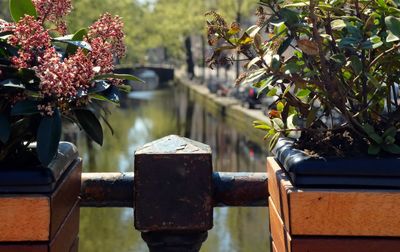 Close-up of flowering plant by railing