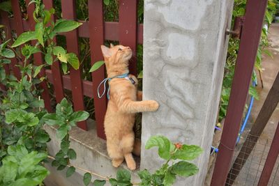 Cat sitting by plants