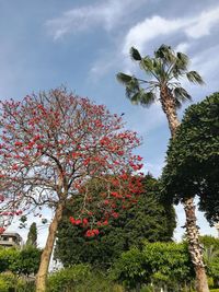 Low angle view of tree against sky