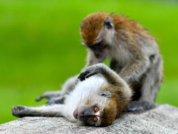 Close-up of a monkey on rock