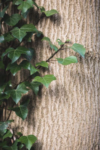Close-up of ivy on wall