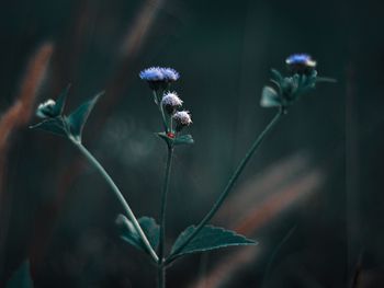 Close-up of purple flowering plant