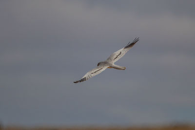Low angle view of eagle flying in sky