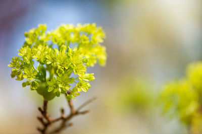 Close-up of yellow flowers