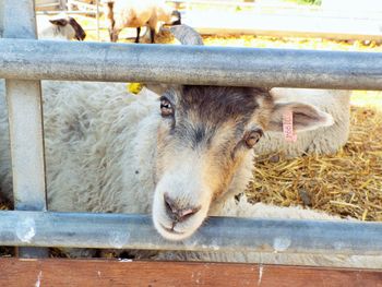 Portrait of sheep