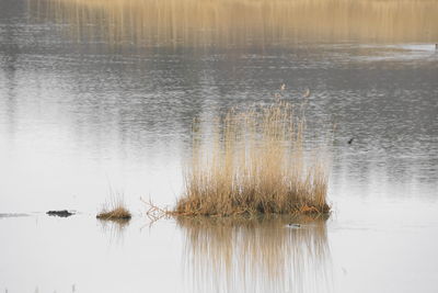 Scenic view of lake