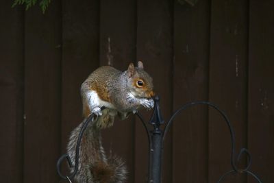 Close-up of squirrel eating outdoors