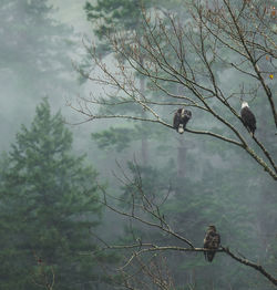 Close-up of birds perching on tree