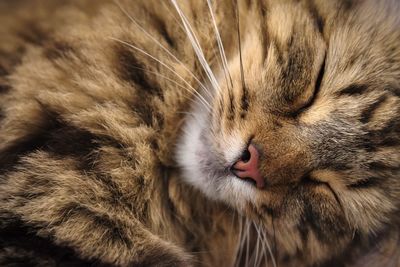 Close-up of cat sleeping