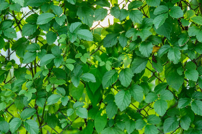 Full frame shot of green leaves