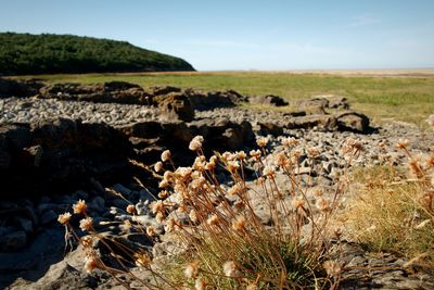 Scenic view of rocks on field against sky