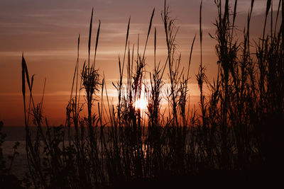 Silhouette plants against sky during sunset