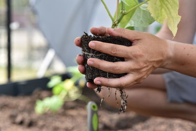 Plant hands earth cucumber tomatoes garden ecology bio