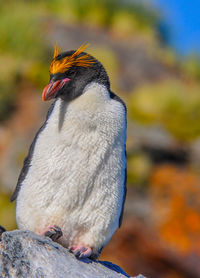 Close-up of bird perching outdoors