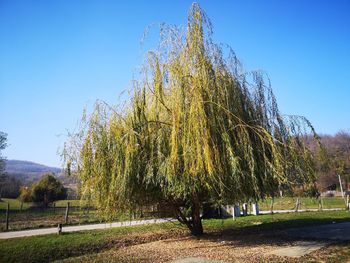 Trees on field against clear blue sky