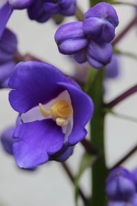 Close-up of purple flowers