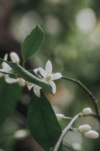 Close-up of white flowering plant