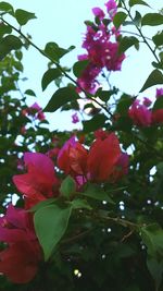 Low angle view of pink flowers blooming against sky