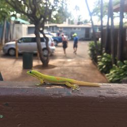 Close-up of lizard on tree