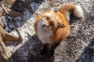 High angle view of rabbit on rock
