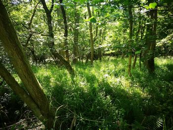 View of trees in forest