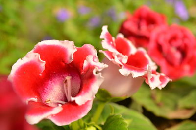 Close-up of pink rose blooming outdoors