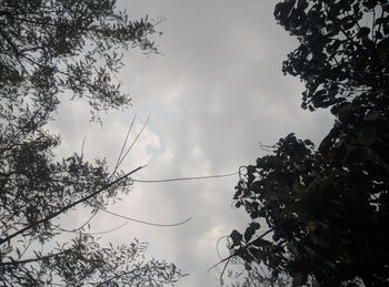 Low angle view of silhouette tree against sky