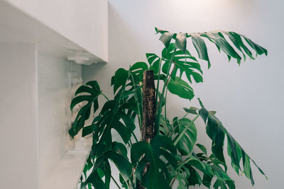 Close-up of potted plant against wall at home