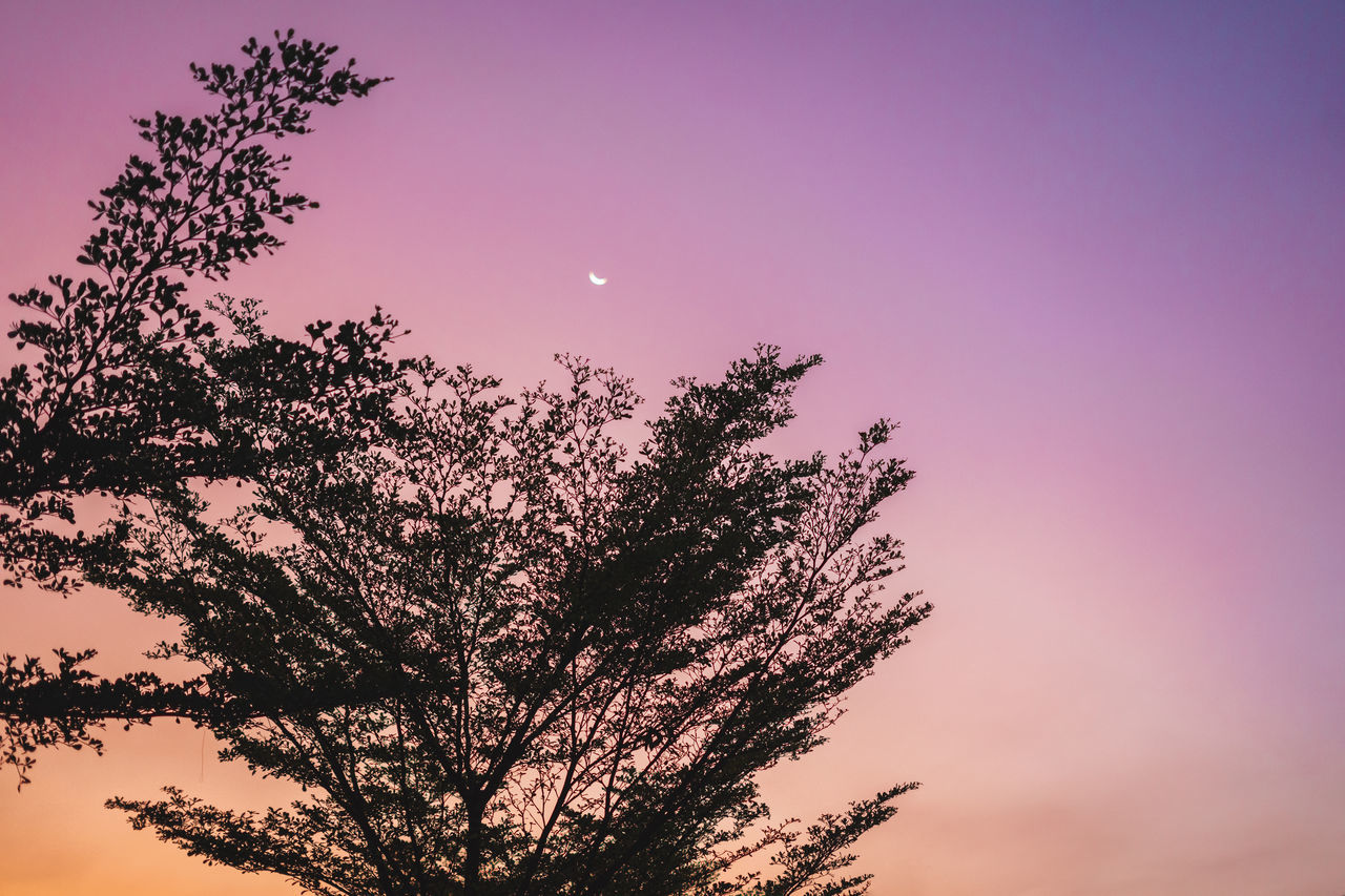 SILHOUETTE TREE AGAINST SKY AT SUNSET