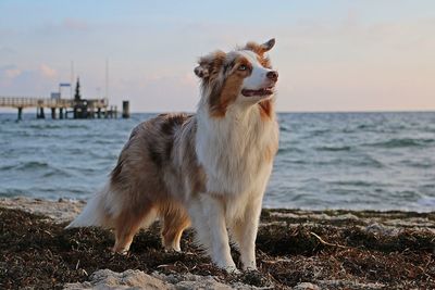 Dog looking at sea shore