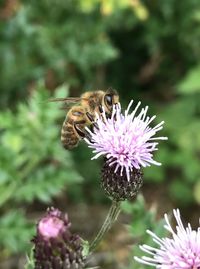 Close-up of honey bee on purple flower