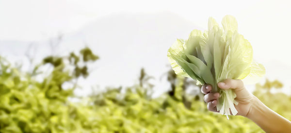 Close-up of hand holding bouquet of flower