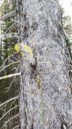 Close-up of lizard on tree trunk