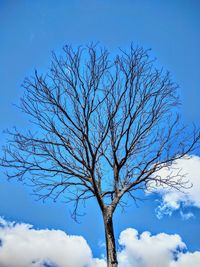 Low angle view of bare tree against blue sky