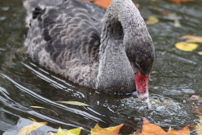 Close-up of swan swimming in lake