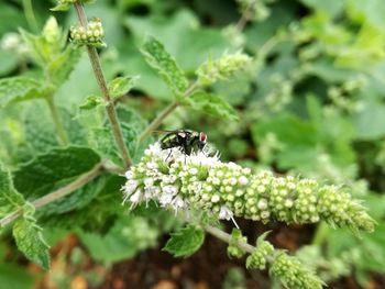 Close-up of insect on flower