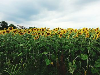 Yellow flowers growing in field