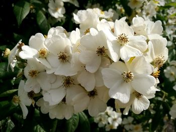 Close-up of white flowers