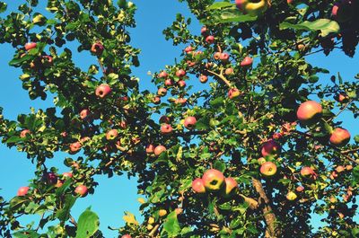 Low angle view of orange fruits on tree