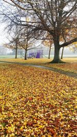 Autumn leaves on field