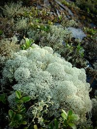 Plants growing on rocks