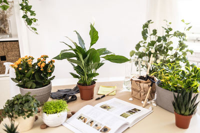 Spathiphyllum, white peace lily, gloves, soil, book, gardening tools on table