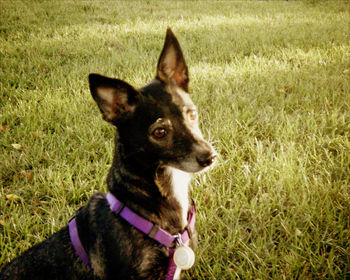 Dog standing on grassy field