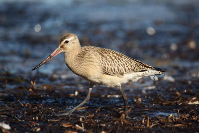 Side view of bird walking at beach