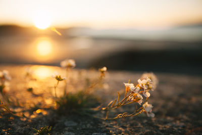 Wildflowers growing from crack in rock