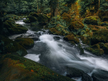 Scenic view of waterfall in forest