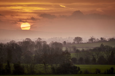 Trees on field against sky during sunset