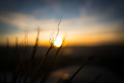 Close-up of silhouette plant against sky during sunset