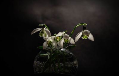 Close-up of white flowers in vase